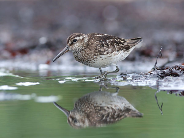 Jänkäsirriäinen, Broad-billed Sandpiper, Calidris falcinellus